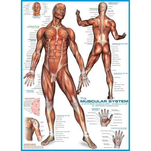 Eurographics The Muscular System Jigsaw Puzzle (1000 Pieces)