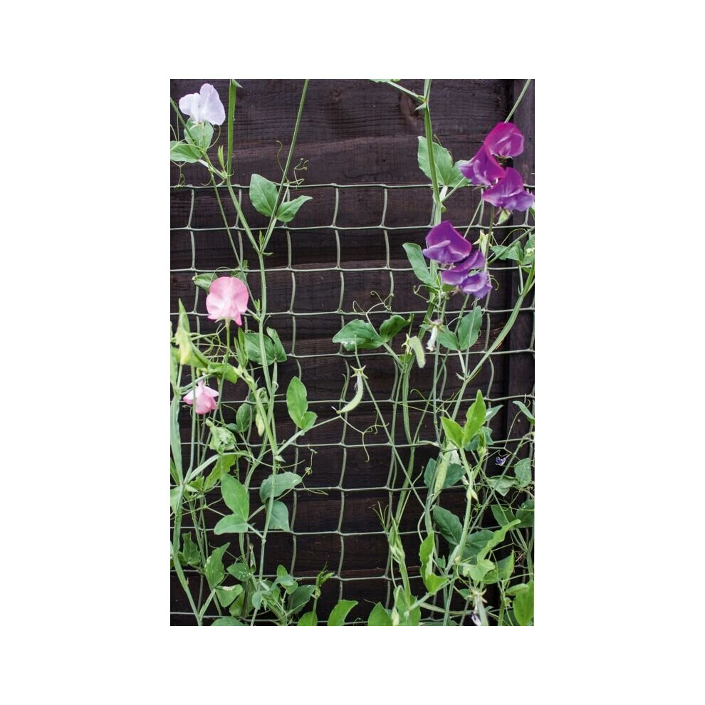 Ambassador Climbing Plant Support Green 5 x 0.5m [ACS55G]-image-OPC-P6922X2-NEW