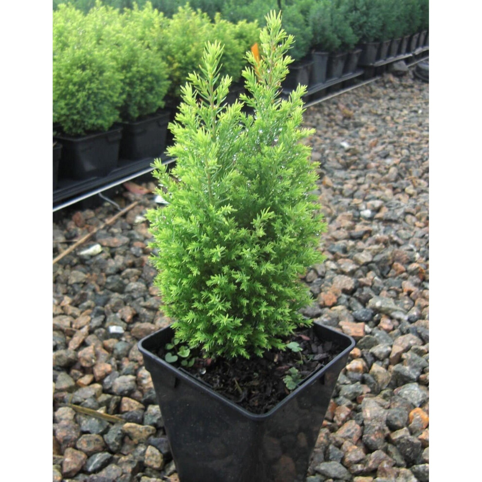 3x Dwarf Conifer Ellwood Gold Chamaecyparis Shrub Garden Plant 9cm Pot