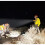 Rechargeable LED Work Light Torch 1 Million Candle Power Spotlight Hand Lamp 4