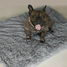 (Dark Grey, S) Dog Cat Puppy Blanket Pet Soft Fluffy Blanket Cosy Warm Throw Mats