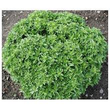 PREMIER SEEDS DIRECT - HERB - Basil - Dwarf Greek - 1200 Finest Seeds