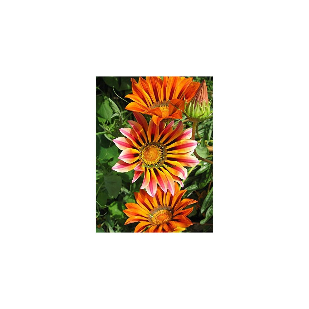 Gazania - Sunshine Hybrid Mix - 140 Seeds - Annual