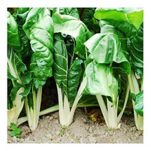 PREMIER SEEDS DIRECT Swiss Chard - FORDHOOK Giant - 425 Seeds