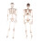 Giant Life Size Poseable Human Halloween Skeleton Party Decoration 6