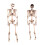 Giant Life Size Poseable Human Halloween Skeleton Party Decoration 5