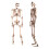 Giant Life Size Poseable Human Halloween Skeleton Party Decoration 4