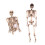 Giant Life Size Poseable Human Halloween Skeleton Party Decoration 3
