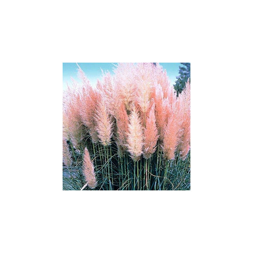 1 X Pink ROSEA CORTADERIA SELLOANA Pampas Grass PUMILA Tall FEATHERY Decorative