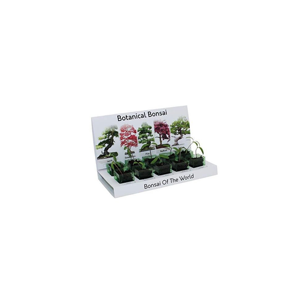 Bonsai Tree Grow kit 100% Recyclable 5 Seed Varieties to Grow Your Own Kit from Seed Eco Gifts Includes Everything You Need Made with 100% Recyclabl