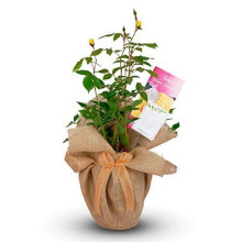 Golden Wedding Rose - 50th Anniversary Rose Bush - Gift Wrapped Golden Anniversary Rose
