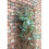 Samuel Alexander Tom Chambers Expanding Williow Panel 180cm x 60cm Garden Flower Rose Trellis Support 1