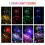 Ranpo Luz nocturna com projetor estrela-lua-galÃ¡xia LÃmpadas LED para decoraÃ§Ão de quarto de crianÃ§a 4