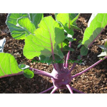Kohlrabi - Purple Vienna - 400 Seeds - Organic