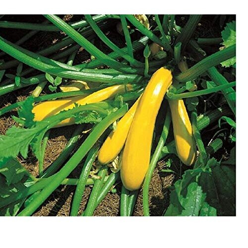 COURGETTE/Zucchini - Yellow/Golden - 40 Seeds