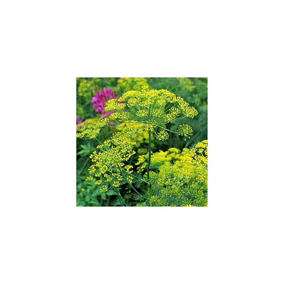 Premier Seeds Direct - Herb - Dill - Bouquet - Anethum Graveolens - 5000 Seeds