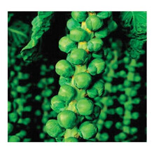 PREMIER SEEDS DIRECT - Brussel Sprouts - Long Island Improved - 1000 Seeds