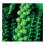 PREMIER SEEDS DIRECT - Brussel Sprouts - Long Island Improved - 1000 Seeds 1