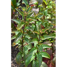 PREMIER SEEDS DIRECT - HERB Peppermint - Mentha PIPERATA - 6000 Finest Seeds