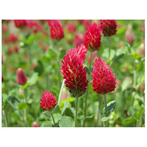 PREMIER SEEDS DIRECT - Green Manure - Crimson Clover - 40 Gram Finest Seeds