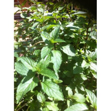 PREMIER SEEDS DIRECT - HERB Peppermint - Mentha PIPERATA - 0.25GM ~ 3300 Seeds (Organic/BIO)