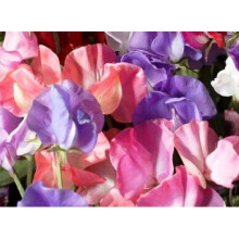 PREMIER SEEDS DIRECT Sweet Pea - Spencer Mix - 155 Finest Seeds