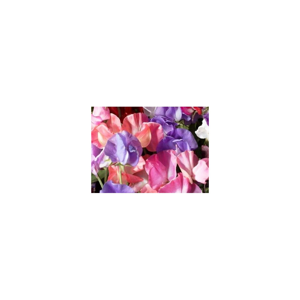 Premier Seeds Direct Sweet Pea - Spencer Mix - 155 Finest Seeds