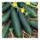 PREMIER SEEDS DIRECT - Cucumber - SPACEMASTER 80-50 Seeds 1