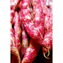 Climbing Italian BORLOTTO Bean - Lingua DI Fuoco 2-100 Seeds