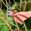 WOLF Garten Wolf-Garten Anvil Pruner Secateurs 25mm Large Garden Cut Trimming Handheld Tool 3