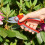 WOLF Garten Wolf-Garten 22mm Bypass Pruner Secateurs, Non-Stick Garden Cutting Trimming Tool 3