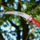 WOLF Garten Wolf-Garten Multi-ChangeÂ Professional Pruning Saw Steel Blade Pull Teeth Tool 2