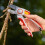 WOLF Garten Wolf-Garten Professional Anvil Pruner Secateurs 25mm, Aluminium Cut Trimmer Tool 2