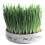 Trixie Trixie 42341 ceramic Cat Grass - Ceramic Bowl -  trixie ceramic bowl grass cat 1