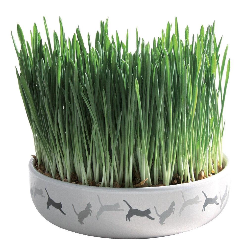 Trixie 42341Â ceramic Cat Grass - Ceramic Bowl -  trixie ceramic bowl grass cat