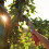 WOLF Garten Wolf Garden Multi-Change Power Cut Pruning Saw 2