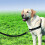 PetSafe PetSafe Easy Walk Harness & 1.8m Lead for Extra Large Dogs No Pull Collar, Black 3