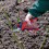 Spear & Jackson Spear & Jackson 6059BS Razorsharp Advantage Medium Bypass Secateur 4