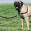 PetSafe PetSafe Easy Walk Harness & 1.8m Lead for Large Dogs - Non-Pull Collar - Black 2