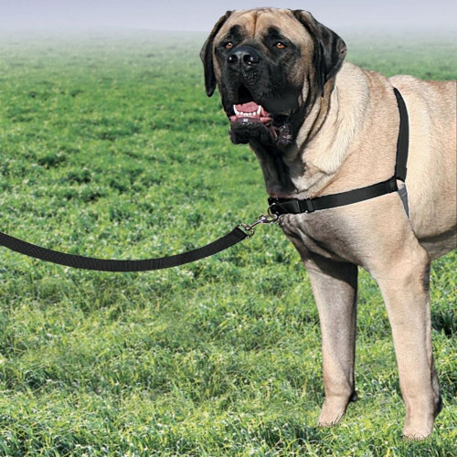 PetSafe PetSafe Easy Walk Harness & 1.8m Lead for Large Dogs - Non-Pull Collar - Black 1