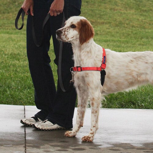 PetSafe PetSafe Easy Walk Harness & 1.8 Metre Lead for Medium Dogs Non-Pull Collar - Red 1