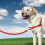 PetSafe PetSafe Easy Walk Harness & 1.8 Metre Lead for Medium Dogs Non-Pull Collar - Red 6