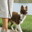 PetSafe PetSafe Easy Walk Headcollar & 1.8m Lead for Medium Dogs No Pull Training, Black 2