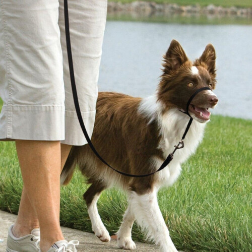 PetSafe PetSafe Easy Walk Headcollar & 1.8m Lead for Medium Dogs No Pull Training, Black 1