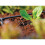 Hozelock Hozelock In Line Trykdripper, 4 mm - Pakke med 5 2