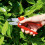 WOLF Garten Wolf Garten Anvil Secateurs Garden Cutting Pruning Cutter Hand Tool 2