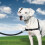 PetSafe PetSafe Easy Walk Harness & 1.8m Lead for Medium Dogs - Non-Pull Collar - Black 2