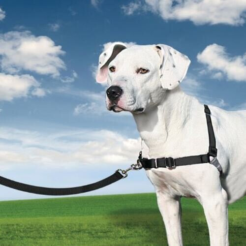 PetSafe PetSafe Easy Walk Harness & 1.8m Lead for Medium Dogs - Non-Pull Collar - Black 1