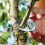 WOLF Garten Wolf-Garten Bypass Pruner Secateurs 19mm - Garden Cutting Trimming Handheld Tool 4