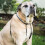 (XL, Black) Mikki Anti Pull Dog Harness 4
